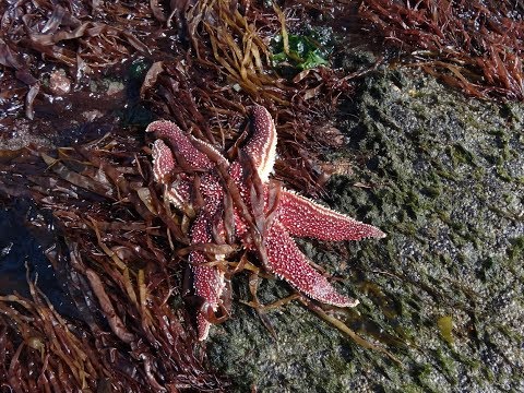 Видео: 2 Охотское море