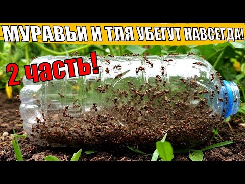 Видео: ОСЕНЬЮ Бутылка и ПРОГОНЯТ всех Муравьев и Тлю с Огорода 2ч.