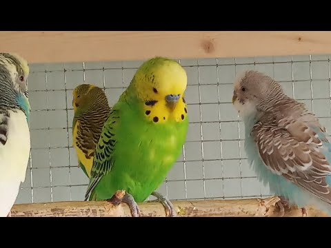 Видео: Трио. 🦜🦜🦜Волнистые попугаи.