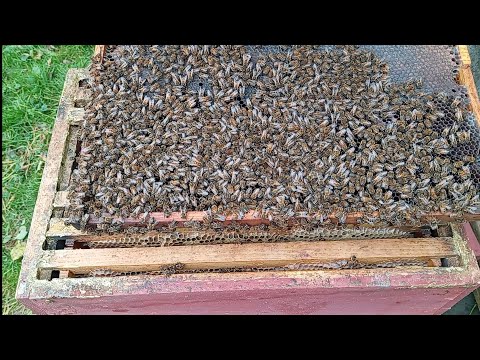 Видео: 17.10.2025 Корма,розплід,сила сімей