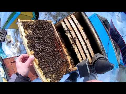 Видео: #Електроподогревпчел #дневникпчеловода  Експеремент с електро подогревом