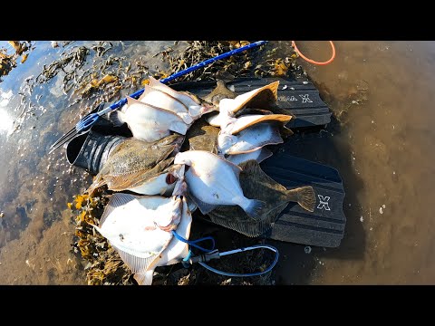 Видео: Подводная охота на Камбалу / Spearfishing for Flounder