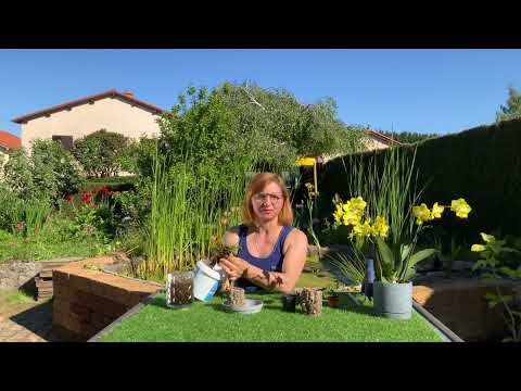 Видео: Креативненькая посадка Haraella retrocalla!!👩‍🌾✨