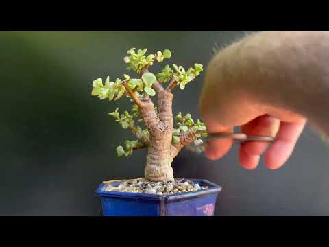 Видео: Школа обрезки бонсай Тома