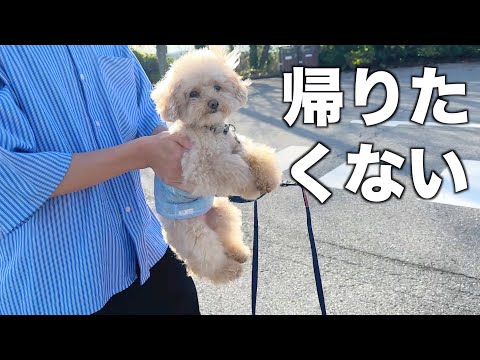 Видео: Собака и ферма/Красивый коллега/Холостяк/Япония