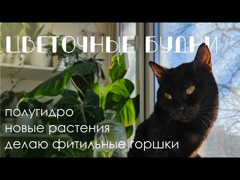 Видео: Цветочные будни 2: Пробую полугидро, новые растения, делаю горшки для фитильного полива.