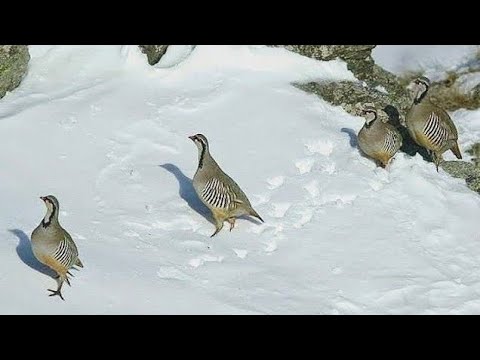 Видео: KEKLİK AVI (SEZONDAN SEÇMELER) YAVRU SETTER FERMA PARTRİDGE HUNTS охота на кроликовc hasse au lapin
