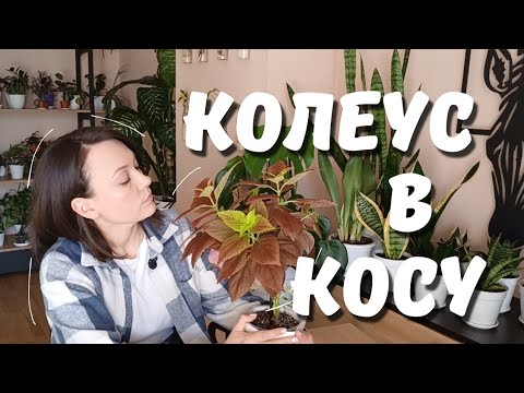Видео: Колеус. Как заплести в КОСУ? #колеус #колеусвкосу #комнатныерастения