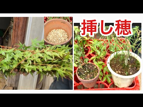 Видео: [Вырезка бонсай для начинающих] Важно первое! !! Возможность изучить различные методы нарезки ・