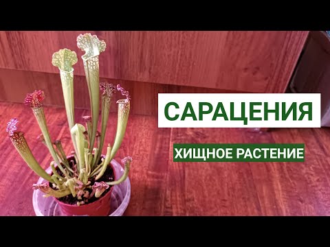 Видео: Сарацения. Пересадка в правильный грунт, полив.