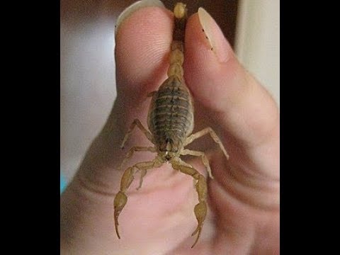 Видео: Как зарабатывают на скорпионах
