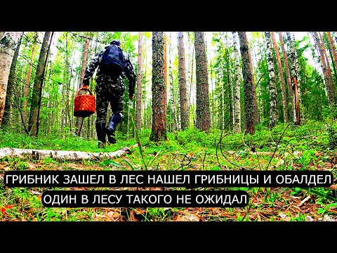Видео: Грибник зашел в лес нашел ГРИБНИЦЫ и ОБАЛДЕЛ! Один с лесу такого не ожидал! Ягоды и Грибы 2025