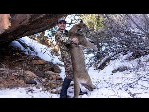 Видео: ГИГАНТСКИЙ ГОРНЫЙ ЛЕВ С ГОНЧИМИ — СПИСОК ВИДЕО ДЛЯ ОХОТЫ С ЛУКОМ