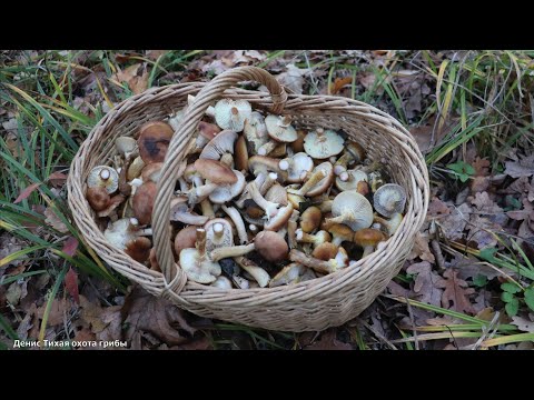 Видео: Осенний опёнок горчичный и много других попутных грибов