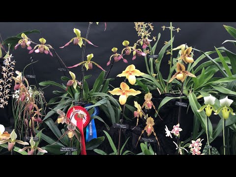 Видео: International Orchid Show Malvern, Mеждународная выставка продажа орхидей Западная Англия