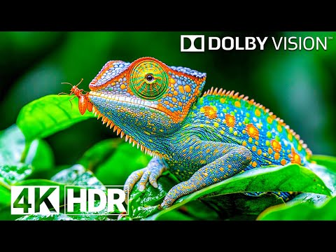 Видео: Самые зрелищные места 4K HDR 120 кадров в секунду Dolby Vision (видео 4K)