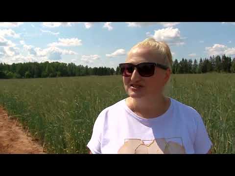 Видео: Дороги деревенские 29.06.23