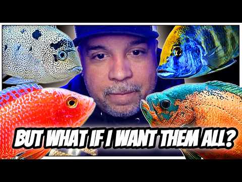 Видео: Могут ли африканские павлины и «Оскары» жить вместе? КАТАСТРОФА в общем аквариуме с цихлидами?!