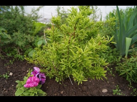 Видео: ФОРЗИЦИЯ! ПОСАДКА УХОД ПОДКОРМКА!