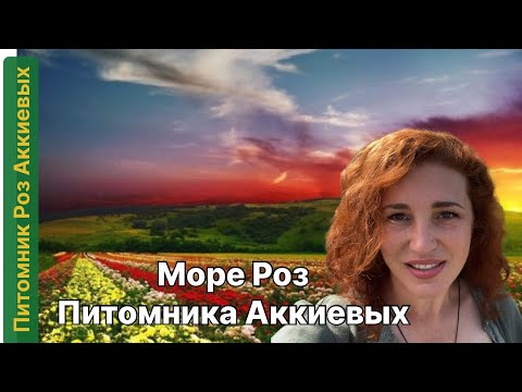 Видео: Море розовых искушений .Цветут поля роз , Питомник Роз Аккиевых .