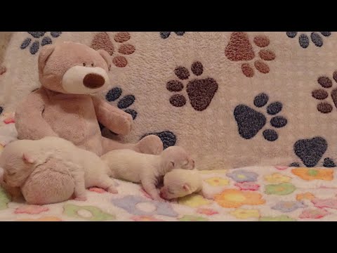 Видео: Funny dog Videos-Mirashow/Спасение щенят, оставшихся без мамы! (СЕРИЯ 1)Тренды Тик Тока