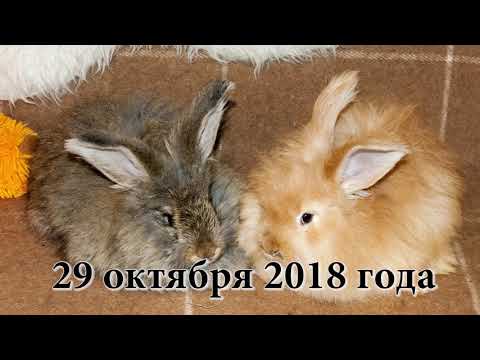 Видео: Приучение крольчат породы немецкая ангора к жизни в квартире. Фильм 1