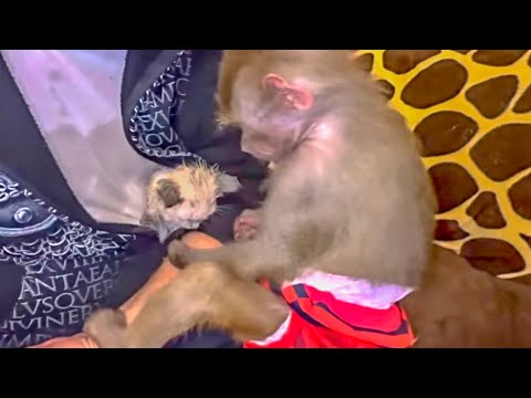 Видео: ШОК для Люси! Басика  ПОДМЕНИЛИ, Люся не узнает любимого котёнка и ищет настоящего)))