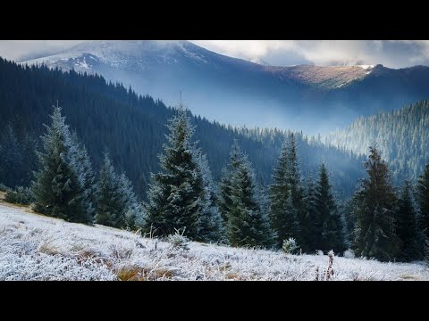 Видео: "Карпати: ПОХІД ПО ГРИБИ ПІСЛЯ МОРОЗНОГО РАНКУ ПІШОВ ДОЩ.