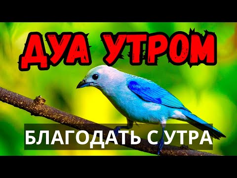 Видео: ☀️ НАЧНИ ДЕНЬ С ДУА - ПОЛУЧИ БЛАГОДАТЬ 🤲