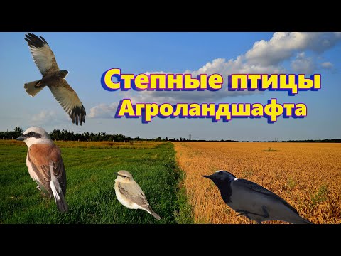 Видео: Степные птицы агроландшафта.