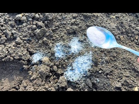 Видео: Чем обработать почву в теплице после томатов, если были болезни или вредители. Полил и забыл!
