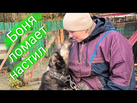 Видео: Сюрприз от Бони и привет от Шкоды 