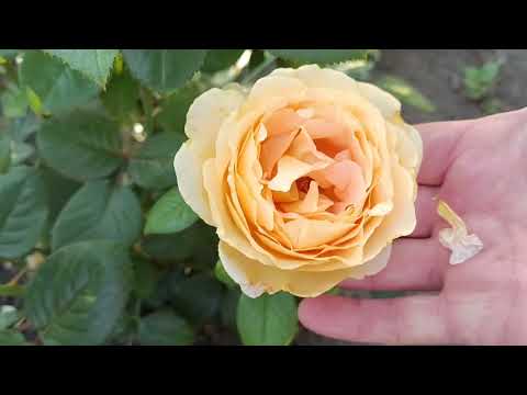 Видео: Бродилки для малюків !//Як добитися від роз цвітіння ?//Розсадники,з яких рози !//