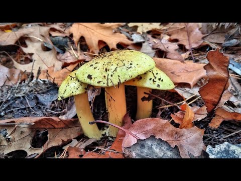Видео: ГРИБНИК ОБАЛДЕЛ!!! В НОЯБРЕ ПОЛНО ГРИБОВ!! Сбор грибов 2022