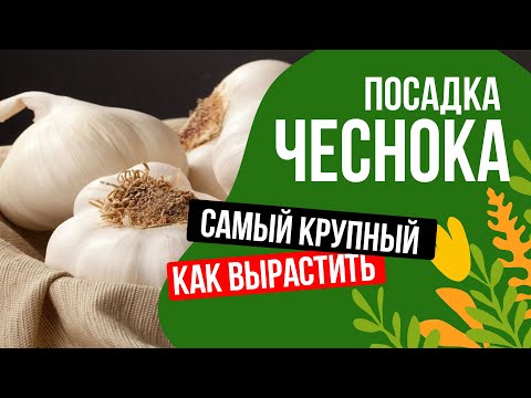 Видео: КРУПНЫЙ ЧЕСНОК БЕЗ ПРОБЛЕМ! Посадка чеснока