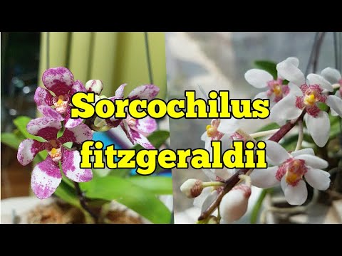 Видео: Sorcochilus пышное цветение. Описание и уход.