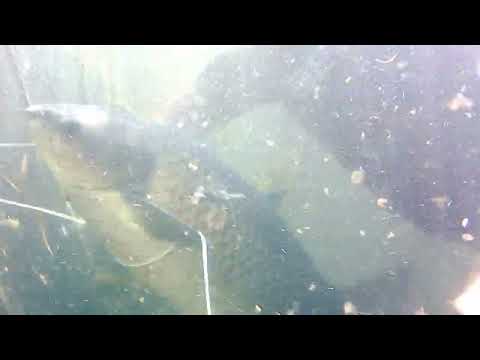 Видео: Амур 8  взял на 2 минуте