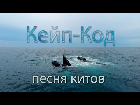 Видео: Кейп Код, на встречу с китами