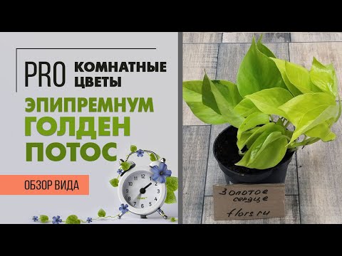 Видео: Эпипремнум Голден Потос. Обзор сорта. Эпипремнум и сциндапсус - одно и то же или нет