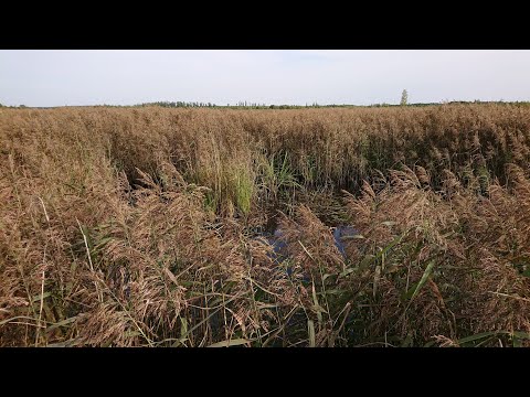 Видео: Лось на утиной охоте