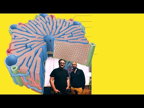 Видео: GC-ПОДКАСТ №4 : Трансплантация печени глазами хирурга