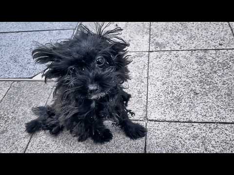 Видео: Грязная собачка ждала еды от прохожих, но в больнице врач раскрыл её печальное прошлое...