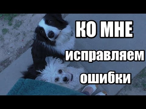 Видео: Почему собака не выполняет команду КО МНЕ - 5 основных ошибок - Дрессировка собак