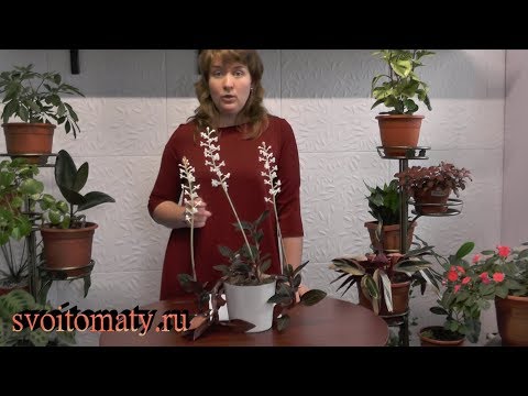 Видео: "Драгоценная" орхидея зацвела.  Выращивание  гемарии (лудизии) дома