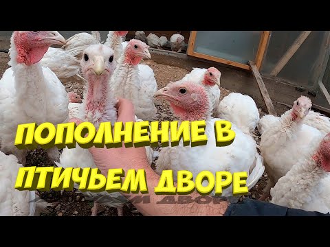 Видео: Пополнение в птичьем дворе! [Жизнь в деревне]