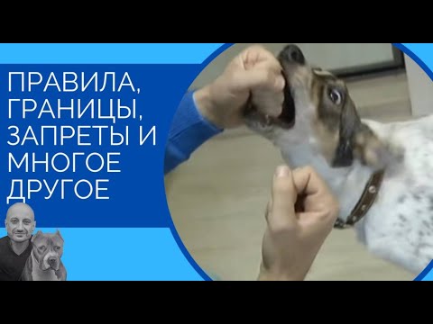 Видео: Правила, границы, запреты и многое другое