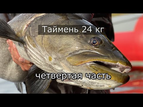 Видео: Дикие таймени Станового хребта (четвёртая часть) Таймень 24кг//Уфа рулит//Рыбалка на мышь//Конкурс//