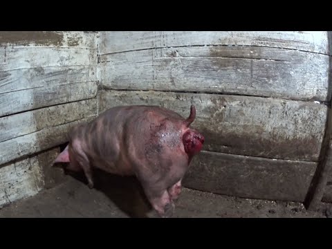 Видео: ❌Гемморой у свиньи с откорма ❌Обзорчик моей свиньи Бони❌Большие свиньи