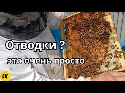 Видео: Отводки на 2 рамки, отводок на маточник.Відводки бджіл на маточник.