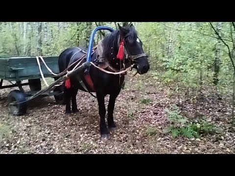 Видео: НА ЛОШАДИ В ЛЕСУ🐎А ГРИБОЧКИ ЕСТЬ, ЕСЛИ ПОИСКАТЬ🍄🌲🌳